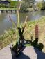Preview: Heliocereus speciosus